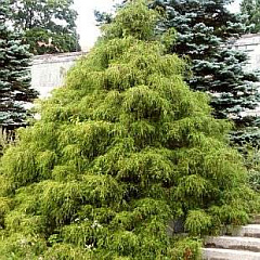 Кипарисовик горохоплодный "Filifera" (Филифера)
